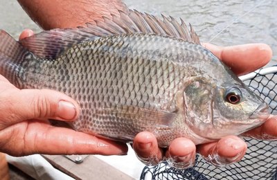 Governo de Alagoas cria Agência de Desenvolvimento da Pesca, Aquicultura e Apicultura