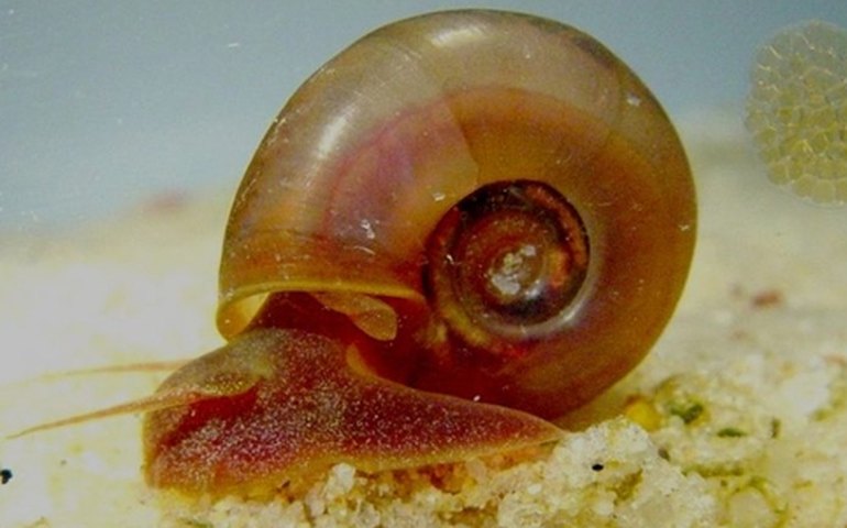 Saúde alerta para prevenção, diagnóstico e tratamento da Esquistossomose