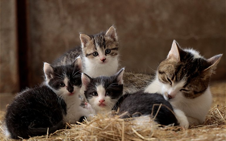 Conheça quais são as vacinas essenciais que os pets devem tomar