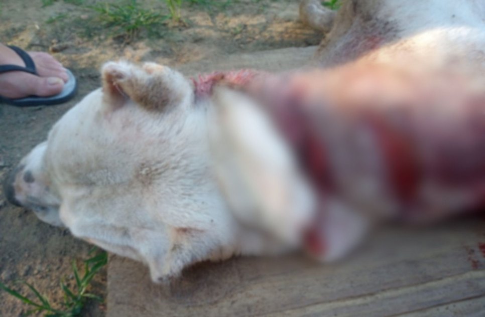 Homem mata cachorro com golpes de machado em Itaporanga d'Ajuda / Foto: Foto: Portal A8SE/Reprodução