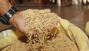 safra de arroz