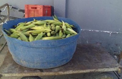 Apenados plantam milho e colhem 4 mil espigas da horta do sistema prisional