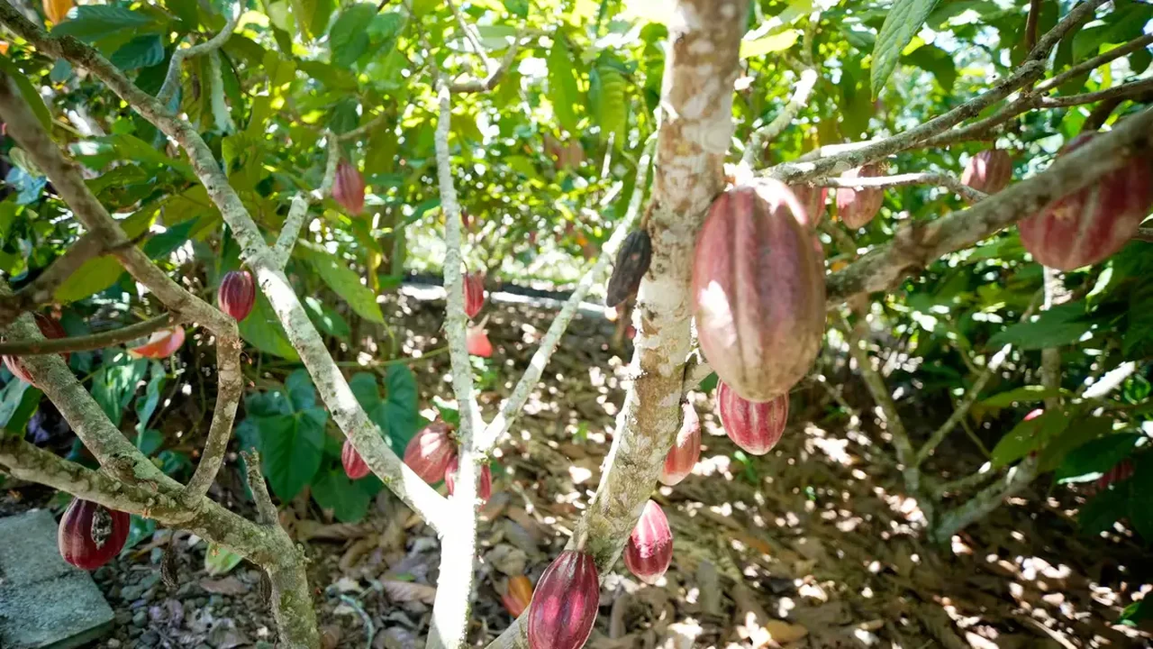 Produtoras de café e cacau contam como lidam com mudanças climáticas