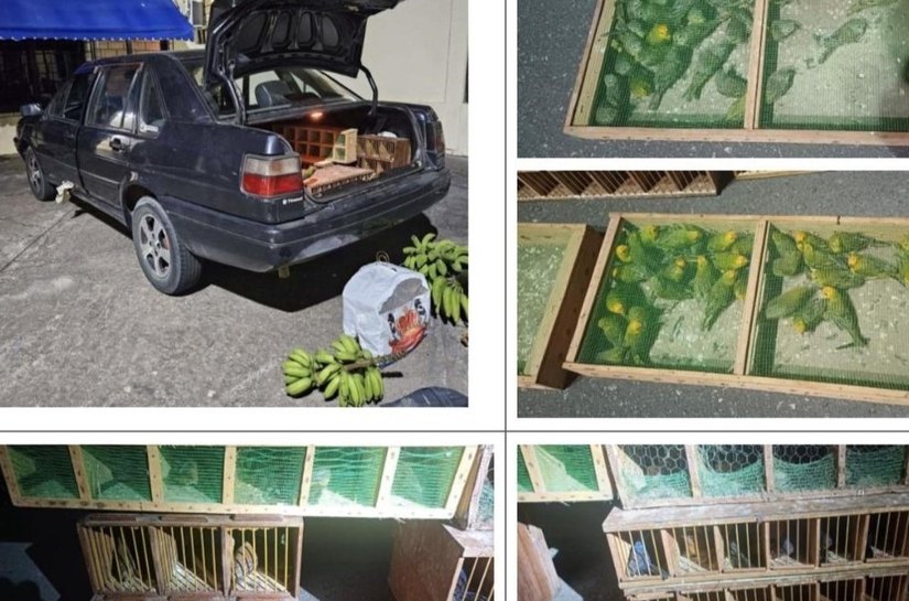 Operação “Fauna Protegida”: atuação do MPAL e MPBA resulta na condenação do maior traficante de aves silvestres do país a 18 anos de prisão