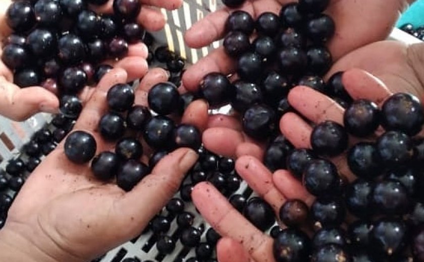 Cooperativa alagoana faz sucesso com produtos derivados da jabuticaba