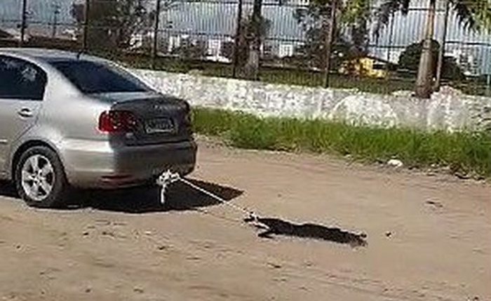 Animal aparece sendo arrastado no meio da estrada