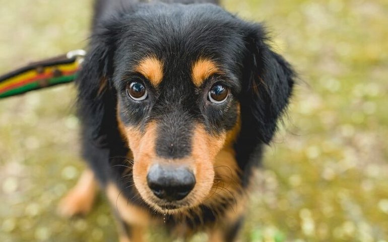 Gabinete da Causa Animal cria Central de Animais Achados e Perdidos