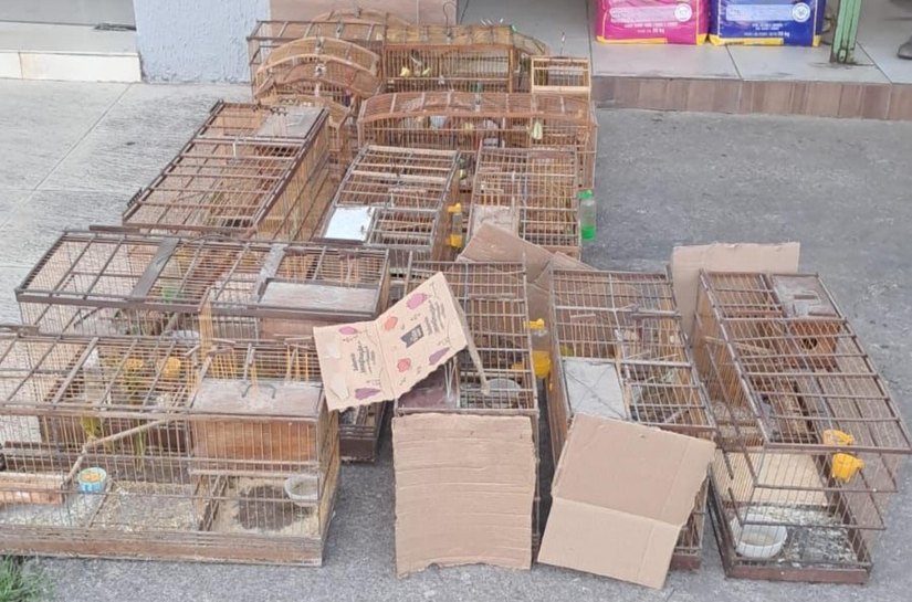 Venda ilegal: mais de 10 aves silvestres são resgatadas no interior