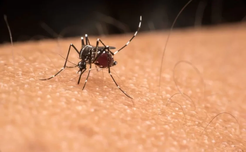 Brasil registra 62 mortes e mais de 408 mil casos de dengue