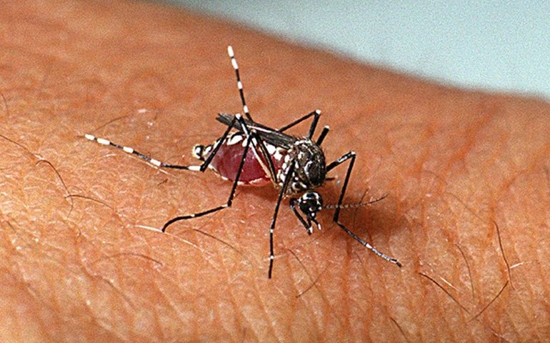 Zika vírus e microcefalia: o que mudou 10 anos depois?
