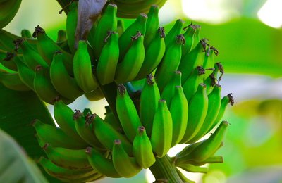 PIB agropecuário do Nordeste cresce 6,5% em 2025 e supera R$ 135 bilhões