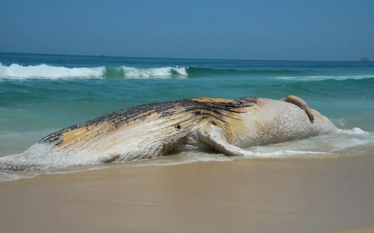 Carcaça de segunda maior espécie de baleia do mundo é encontrada em praia do Reino Unido
