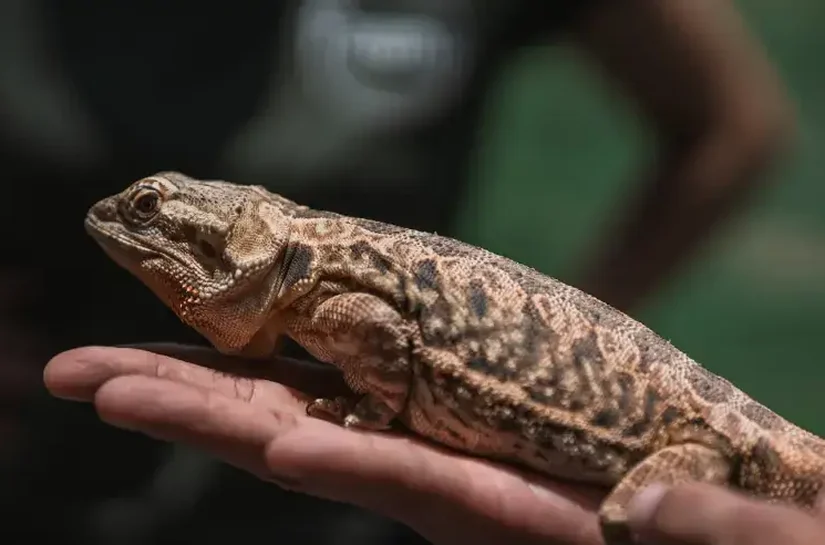 Mercado de pets exóticos cresce em Alagoas e impulsiona negócios especializados