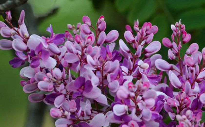 Primavera começa hoje e terá chuvas atípicas