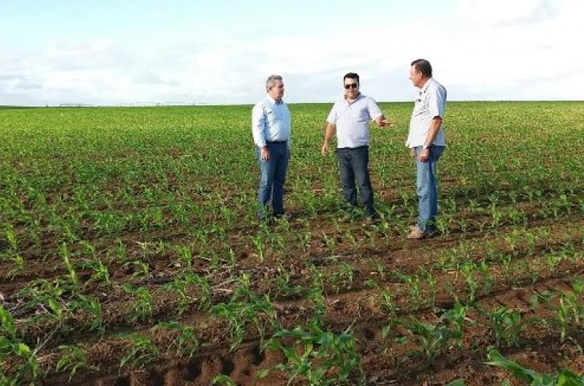 Produtor de Sergipe investe na plantação de milho em Alagoas