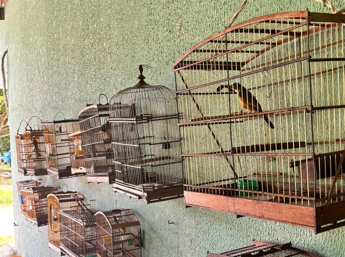 Fiscalizações ambientais da PM resultam na apreensão de 25 aves silvestres em Boca da Mata e Igaci