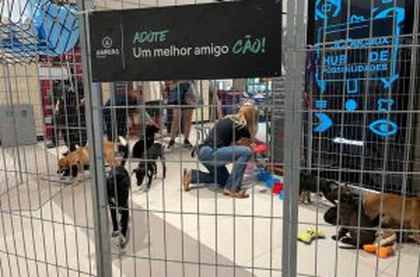 Pets em busca de um lar participam de evento de adoção em Maceió