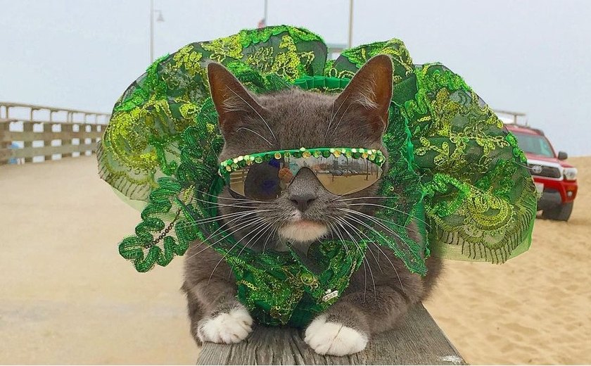 Gata que nasceu sem as pálpebras vira 'influencer' de moda pet