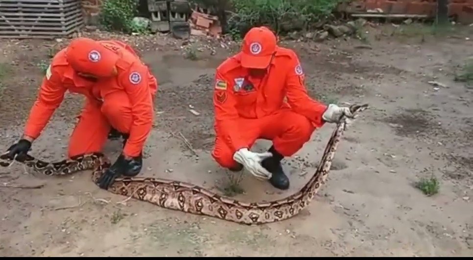 Jiboia de mais de dois metros é encontrada em residência na zona norte de Aracaju.jpg