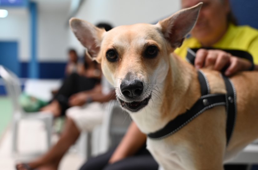 Primeiro Mutirão de Castração no HC Pet promove mais de 80 cirurgias