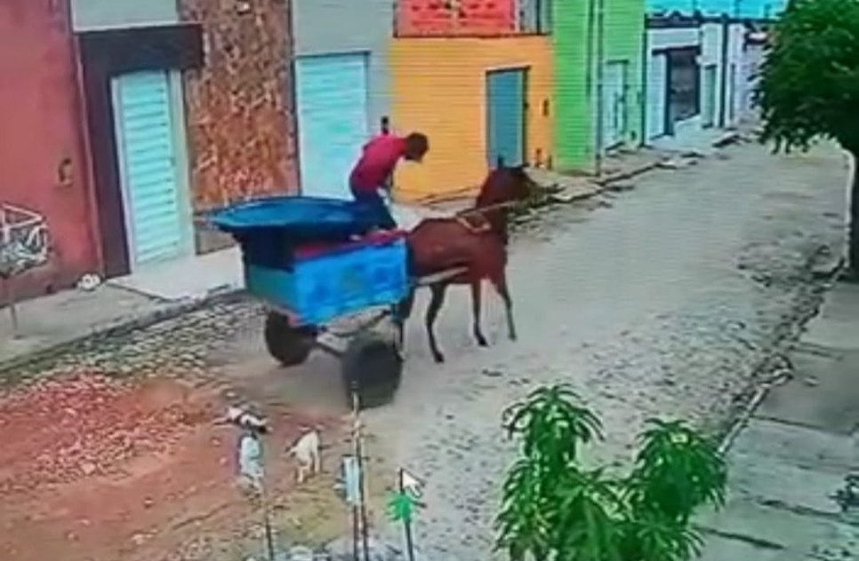 Suspeito de matar gato atropelado com carroça é preso em Poço Verde