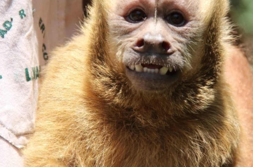 IMA divulga relatório sobre animais silvestres ameaçados em Alagoas