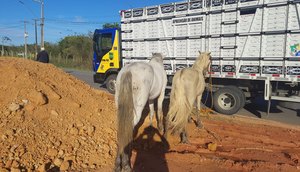 animais em rodovias estaduais / Foto: Fonte: BPRv