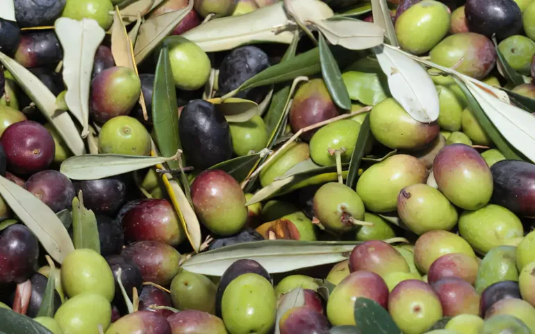 Brasil se especializa na produção de azeite extra virgem