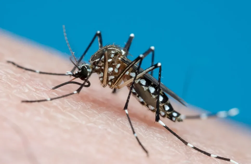 aedes_aegypti_getty-e1706725898766 / Foto: Foto: Reprodução