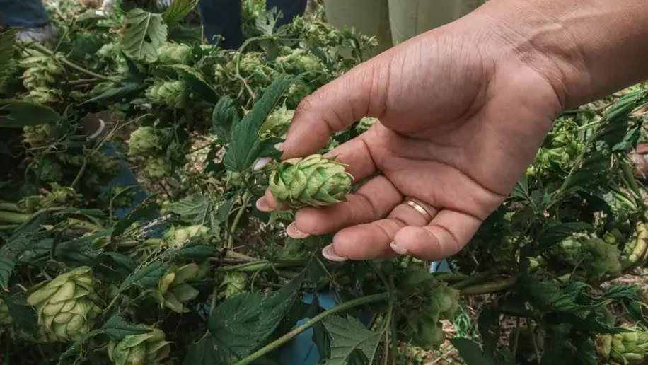 Cultivo pioneiro de lúpulo fortalece produção cervejeira e impulsiona inovação no campo em Alagoas