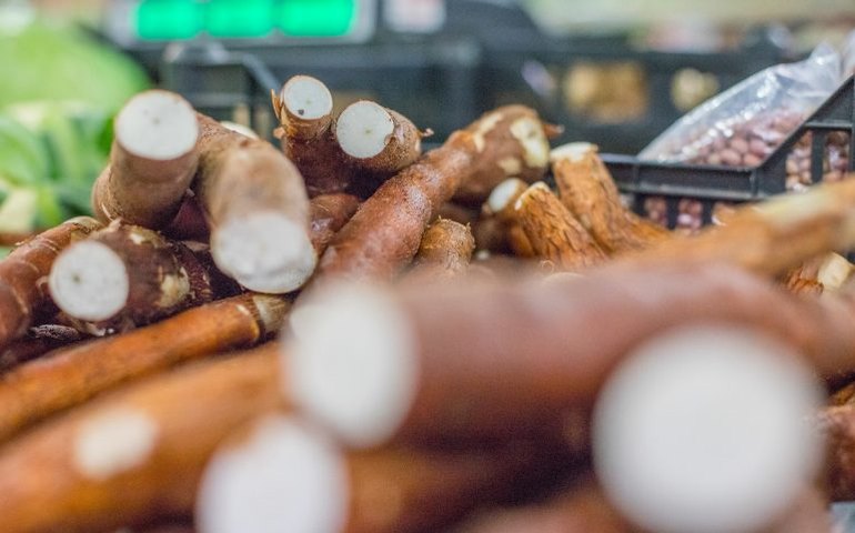 Medida provisória direciona recursos para a Embrapa combater praga da mandioca