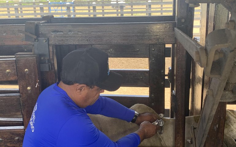  Alerta aos criadores: prazo para vacinação contra a aftosa se encerra amanhã 
