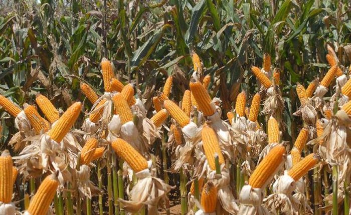 Preços do milho devem ficar mais baixos nas festas juninas do Nordeste