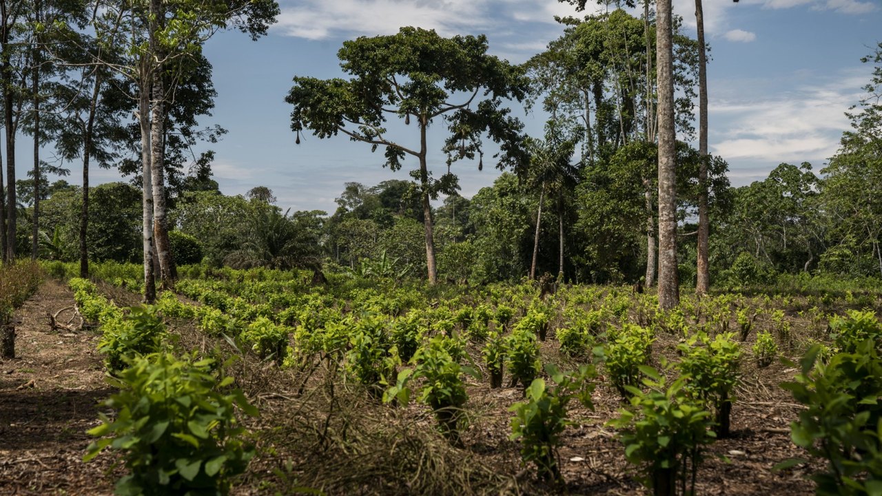 Em medida inédita, Colômbia estabelece plantio de árvores como pena para criminosos de guerra