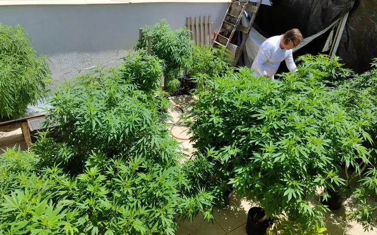 STJ autoriza importação e cultivo de sementes de cannabis medicinal