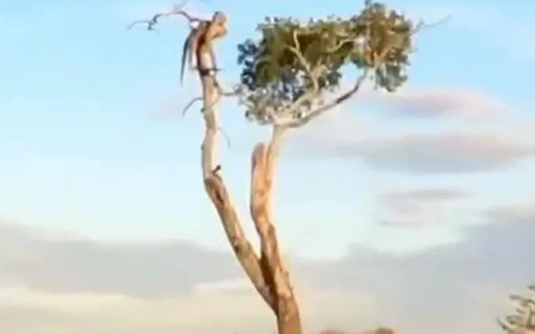 Descanso nas alturas: Leopardo é flagrado descansando em árvore em uma cena de pura beleza e tranquilidade.