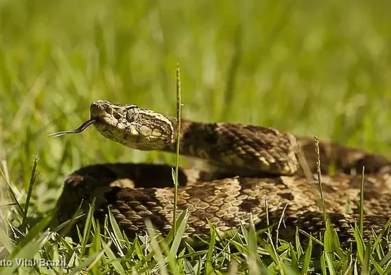 Índia: bebê de um ano mata cobra a mordidas após réptil se enrolar em suas mãos