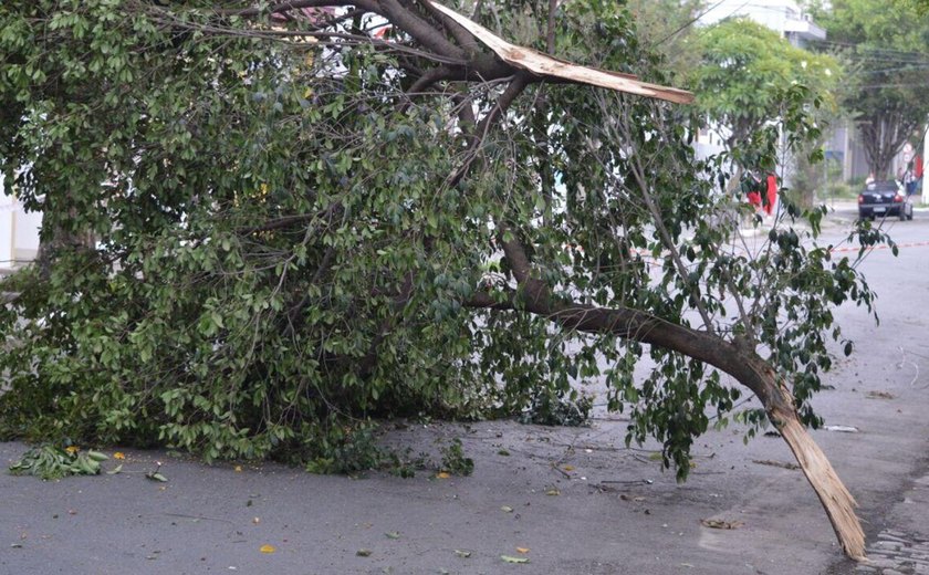 Chuva forte e ventos de 80 km/h deixam estragos em São Paulo e região metropolitana (VÍDEOS)