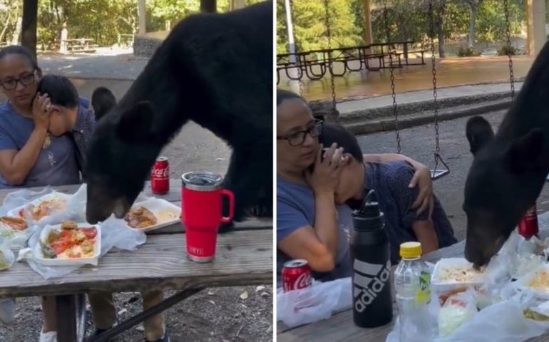 Urso invade piquenique no México e come comida de mãe e filho