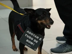 adocao.jpg 