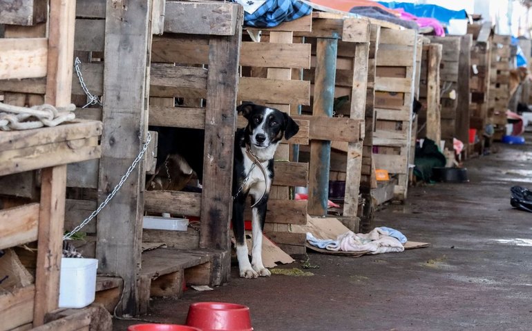 Cadê a pauta animal?