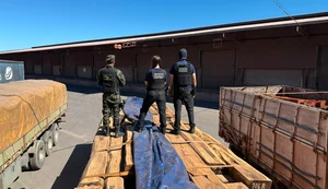 Madeira apreendida pode conter de 20 a 50 toneladas de cocaína líquida