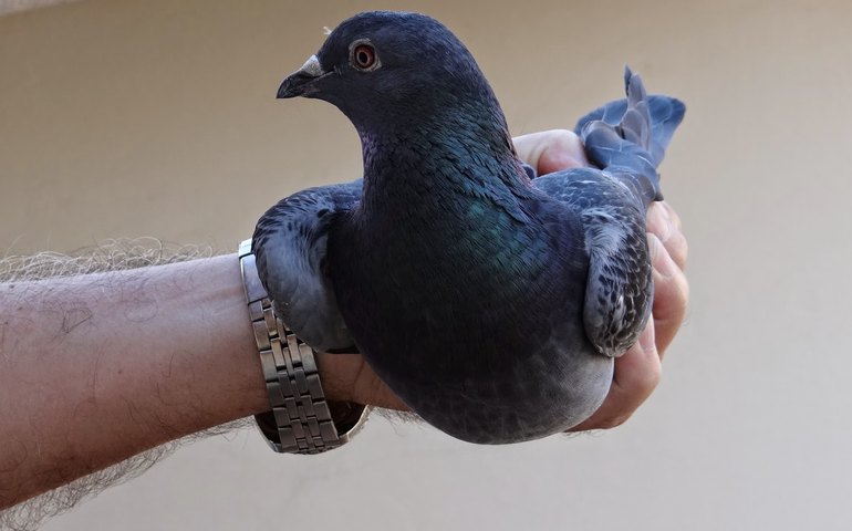 Pombo-correio é vendido por mais de um milhão de euros