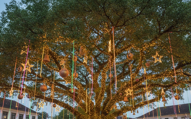 Índia apresenta árvore de Natal de outra espécie