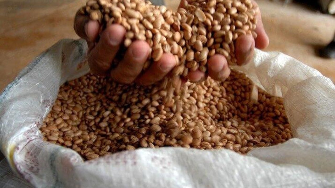 Safra do setor agrícola do Brasil bate recordes históricos com avanço de 18,4% em 1 ano, diz IBGE