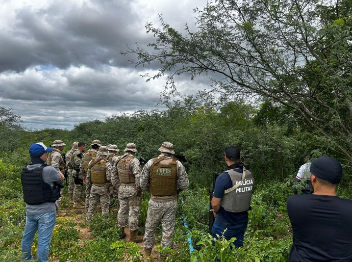 PMAL e PF destroem mais de 2,8 mil pés de maconha em Alagoas e Pernambuco
