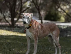 Envelhecimento canino exige novas práticas de cuidado - Pexels (3).jpg 
