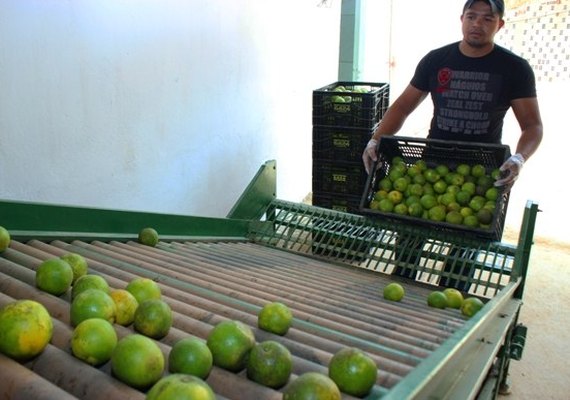 Murici ganha primeira unidade demonstrativa de banana e laranja
