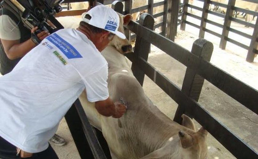 Prazo para declarar vacinação contra aftosa será encerrado no próximo dia 15