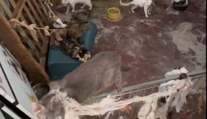 GATOS